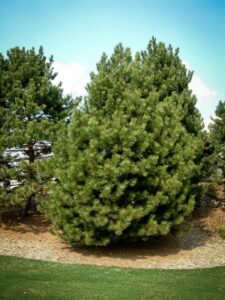 Сосна Чёрная (Pinus Nigra) купить по цене от 270.00р. в интернет-магазине «Посадика» с доставкой почтой в в Балейе и по всей России – [изображение №1].