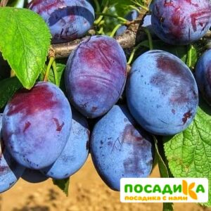 Слива Чачакская ранняя купить по цене от 229.00р. в интернет-магазине «Посадика» с доставкой почтой в в Балейе и по всей России – [изображение №1].