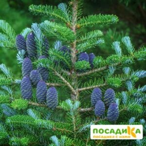 Пихта корейская (Abies koreana) купить по цене от 450.00р. в интернет-магазине «Посадика» с доставкой почтой в в Балейе и по всей России – [изображение №1].