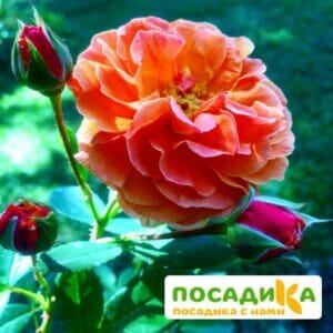 Роза Арабия купить по цене от 350.00р. в интернет-магазине «Посадика» с доставкой почтой в в Балейе и по всей России – [изображение №1].