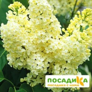 Сирень Примроуз (Primrose) купить по цене от 529.00р. в интернет-магазине «Посадика» с доставкой почтой в в Балейе и по всей России – [изображение №1].