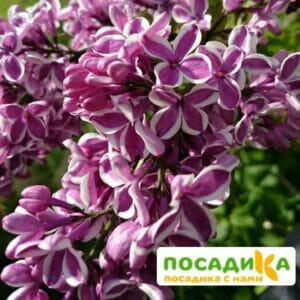 Сирень Сенсация купить по цене от 529.00р. в интернет-магазине «Посадика» с доставкой почтой в в Балейе и по всей России – [изображение №1].