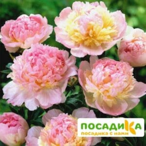 Пион Распберри Сандей (Paeonia Raspberry Sundae) купить по цене от 959р. в интернет-магазине «Посадика» с доставкой почтой в в Балейе и по всей России – [изображение №1].