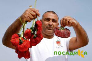 Клубника Гигант Джорнея купить по цене от 266р. в интернет-магазине «Посадика» с доставкой почтой в в Балейе и по всей России – [изображение №1].