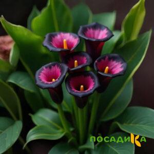 Калла Аура Лейс купить по цене от 400р. в интернет-магазине «Посадика» с доставкой почтой в в Балейе и по всей России – [изображение №1].