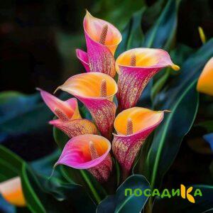 Калла Оникс купить по цене от 450р. в интернет-магазине «Посадика» с доставкой почтой в в Балейе и по всей России – [изображение №1].