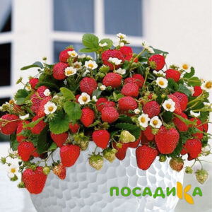 Клубника Рубиновый Шепот (горшечная) купить по цене от 240р. в интернет-магазине «Посадика» с доставкой почтой в в Балейе и по всей России – [изображение №1].