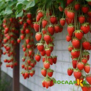 Клубника вьющаяся Комплимент купить по цене от 470р. в интернет-магазине «Посадика» с доставкой почтой в в Балейе и по всей России – [изображение №1].