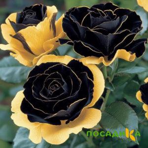 Роза Ханни Сикл купить по цене от 700р. в интернет-магазине «Посадика» с доставкой почтой в в Балейе и по всей России – [изображение №1].