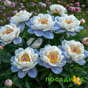 Пион акварельный Этюд купить по цене от 806р. в интернет-магазине «Посадика» с доставкой почтой в в Балейе и по всей России – [изображение №1].