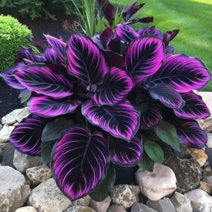 Хоста Люминоза купить по цене от 450р. в интернет-магазине «Посадика» с доставкой почтой в в Балейе и по всей России – [изображение №1].