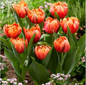 Тюльпан Гудошник Дабл купить по цене от 185р. в интернет-магазине «Посадика» с доставкой почтой в в Балейе и по всей России – [изображение №1].