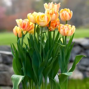 Тюльпан Верона Санрайз купить по цене от 280р. в интернет-магазине «Посадика» с доставкой почтой в в Балейе и по всей России – [изображение №1].