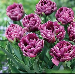 Тюльпан Айс Крим купить по цене от 430р. в интернет-магазине «Посадика» с доставкой почтой в в Балейе и по всей России – [изображение №1].