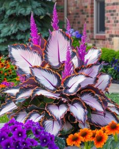 Хоста Кримэн Дрим купить по цене от 549р. в интернет-магазине «Посадика» с доставкой почтой в в Балейе и по всей России – [изображение №1].