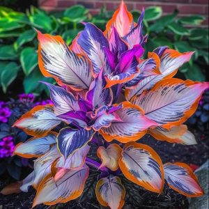 Хоста Эмеральд Тиара купить по цене от 602р. в интернет-магазине «Посадика» с доставкой почтой в в Балейе и по всей России – [изображение №1].