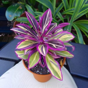 Хоста Сильвер Стик купить по цене от 650р. в интернет-магазине «Посадика» с доставкой почтой в в Балейе и по всей России – [изображение №1].