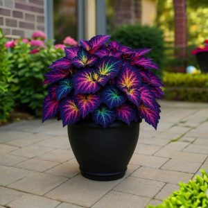 Хоста Фрости Блю купить по цене от 389р. в интернет-магазине «Посадика» с доставкой почтой в в Балейе и по всей России – [изображение №1].