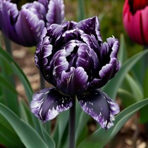 Тюльпан Индиго купить по цене от 600р. в интернет-магазине «Посадика» с доставкой почтой в в Балейе и по всей России – [изображение №1].