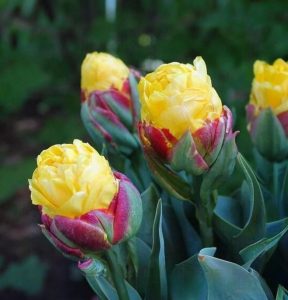 Тюльпан Айс Крим Банана купить по цене от 360р. в интернет-магазине «Посадика» с доставкой почтой в в Балейе и по всей России – [изображение №1].