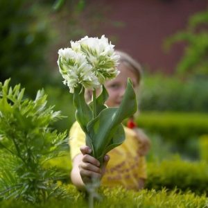 Тюльпан Супер Пэррот купить по цене от 360р. в интернет-магазине «Посадика» с доставкой почтой в в Балейе и по всей России – [изображение №1].