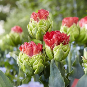 Тюльпан Бычий Глаз купить по цене от 275р. в интернет-магазине «Посадика» с доставкой почтой в в Балейе и по всей России – [изображение №1].