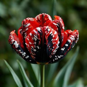 Тюльпан Вельвет Файер купить по цене от 394р. в интернет-магазине «Посадика» с доставкой почтой в в Балейе и по всей России – [изображение №1].