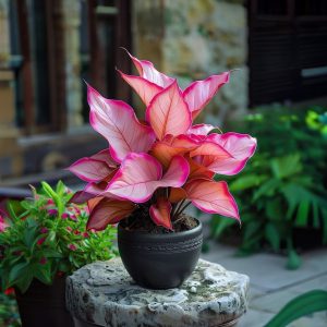 Хоста Розовая Симфония купить по цене от 800р. в интернет-магазине «Посадика» с доставкой почтой в в Балейе и по всей России – [изображение №1].