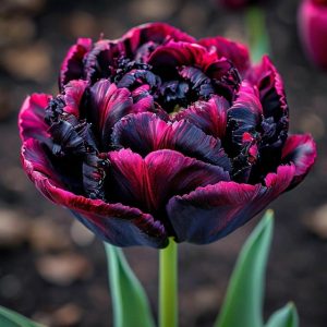 Тюльпан Фламинго купить по цене от 500р. в интернет-магазине «Посадика» с доставкой почтой в в Балейе и по всей России – [изображение №1].