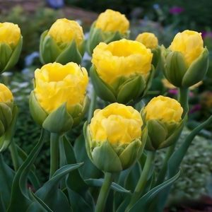 Тюльпан махровый Ванила Коп купить по цене от 159р. в интернет-магазине «Посадика» с доставкой почтой в в Балейе и по всей России – [изображение №1].