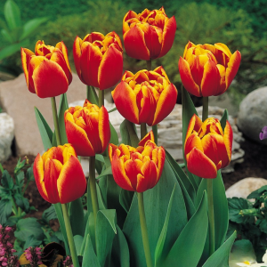 Тюльпан Блэк Фаер купить по цене от 275р. в интернет-магазине «Посадика» с доставкой почтой в в Балейе и по всей России – [изображение №1].