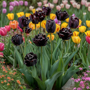 Тюльпан махровый Рейдинс Дарк купить по цене от 230р. в интернет-магазине «Посадика» с доставкой почтой в в Балейе и по всей России – [изображение №1].