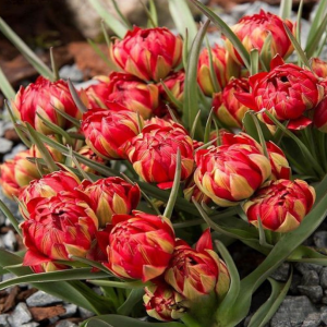 Тюльпан Ап Пинк купить по цене от 390р. в интернет-магазине «Посадика» с доставкой почтой в в Балейе и по всей России – [изображение №1].