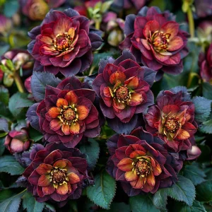 Морозник Сноу Дроп купить по цене от 348р. в интернет-магазине «Посадика» с доставкой почтой в в Балейе и по всей России – [изображение №1].