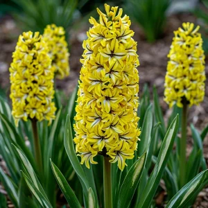 Гиацинт Сансет Голд купить по цене от 2099р. в интернет-магазине «Посадика» с доставкой почтой в в Балейе и по всей России – [изображение №1].