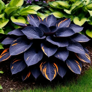 Хоста Умбра купить по цене от 349р. в интернет-магазине «Посадика» с доставкой почтой в в Балейе и по всей России – [изображение №1].