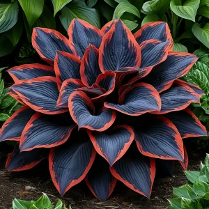 Хоста Солнечный Агат купить по цене от 440р. в интернет-магазине «Посадика» с доставкой почтой в в Балейе и по всей России – [изображение №1].