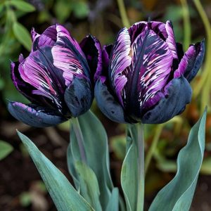 Тюльпан Блэк Каньон купить по цене от 305р. в интернет-магазине «Посадика» с доставкой почтой в в Балейе и по всей России – [изображение №1].