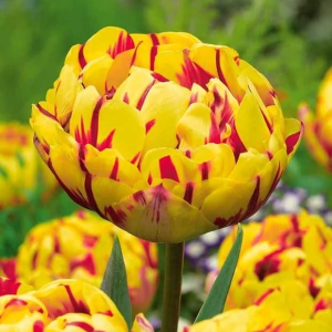 Тюльпан махровый Голден Ницц купить по цене от 361р. в интернет-магазине «Посадика» с доставкой почтой в в Балейе и по всей России – [изображение №1].