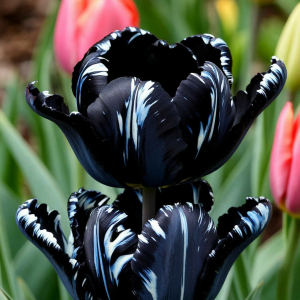 Тюльпан Шелк Нуар купить по цене от 219р. в интернет-магазине «Посадика» с доставкой почтой в в Балейе и по всей России – [изображение №1].