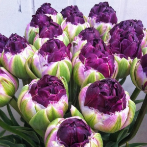 Тюльпан Анаконда купить по цене от 450р. в интернет-магазине «Посадика» с доставкой почтой в в Балейе и по всей России – [изображение №1].