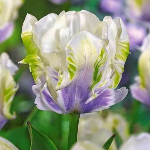 Тюльпан Уайт Лизарт купить по цене от 360р. в интернет-магазине «Посадика» с доставкой почтой в в Балейе и по всей России – [изображение №1].