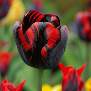 Тюльпан Блэк Перрот купить по цене от 351р. в интернет-магазине «Посадика» с доставкой почтой в в Балейе и по всей России – [изображение №1].