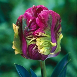 Тюльпан Экзотик Хэвен купить по цене от 186р. в интернет-магазине «Посадика» с доставкой почтой в в Балейе и по всей России – [изображение №1].