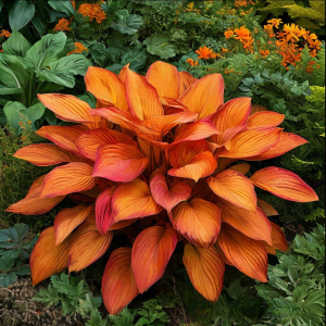 Хоста Солнечный Нектар купить по цене от 605р. в интернет-магазине «Посадика» с доставкой почтой в в Балейе и по всей России – [изображение №1].