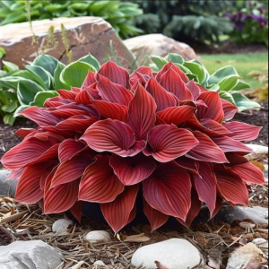 Хоста Рэд Эйнджл купить по цене от 549р. в интернет-магазине «Посадика» с доставкой почтой в в Балейе и по всей России – [изображение №1].