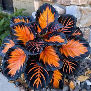 Хоста Сикрет Форест купить по цене от 601р. в интернет-магазине «Посадика» с доставкой почтой в в Балейе и по всей России – [изображение №1].