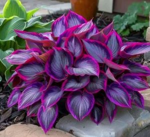 Хоста Сикрет Гарденс купить по цене от 549р. в интернет-магазине «Посадика» с доставкой почтой в в Балейе и по всей России – [изображение №1].