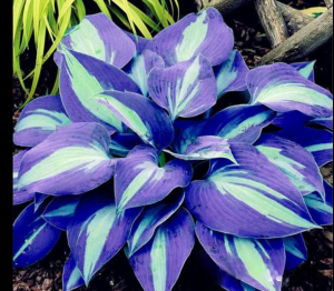 Хоста Аурелия купить по цене от 450р. в интернет-магазине «Посадика» с доставкой почтой в в Балейе и по всей России – [изображение №1].