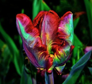 Тюльпан Эирпрайз купить по цене от 270р. в интернет-магазине «Посадика» с доставкой почтой в в Балейе и по всей России – [изображение №1].